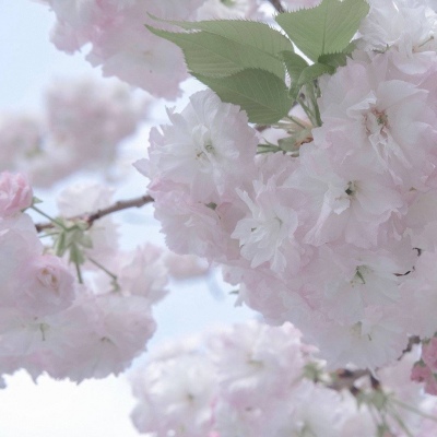 平邑FurryQQ群介绍